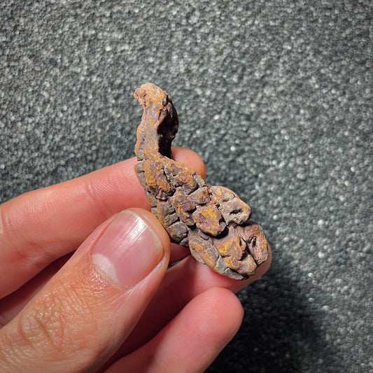 F2070 | Coprolite - Cololite | Testuggine