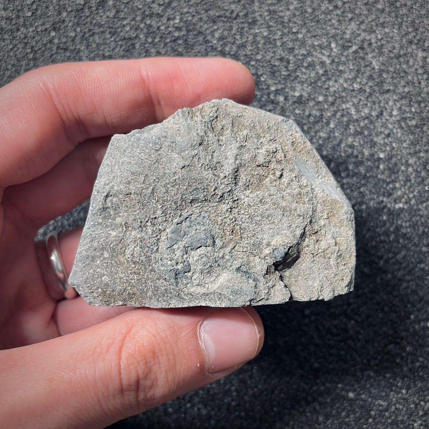 F2541 | Ammonite | Pleydellia sp.