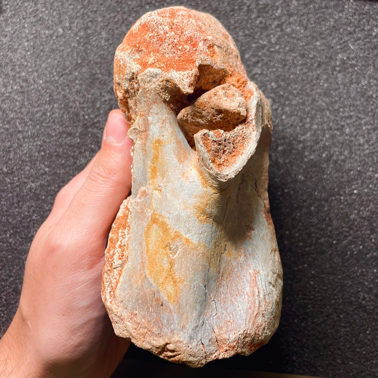 F2106 | Dinosauro | Spinosaurus aegyptiacus