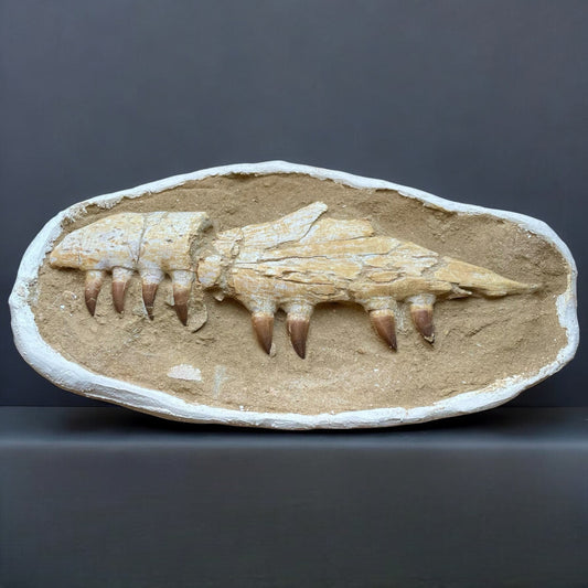 F1186 | Mosasauro | Prognathodon sp.