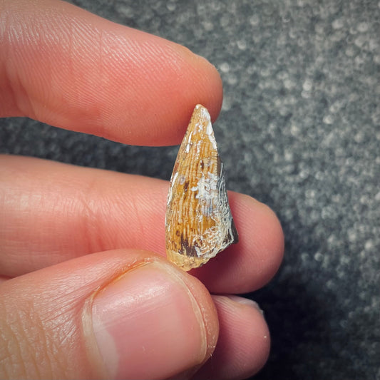 F1862 | Fitosauro | Phytosauridae indet.