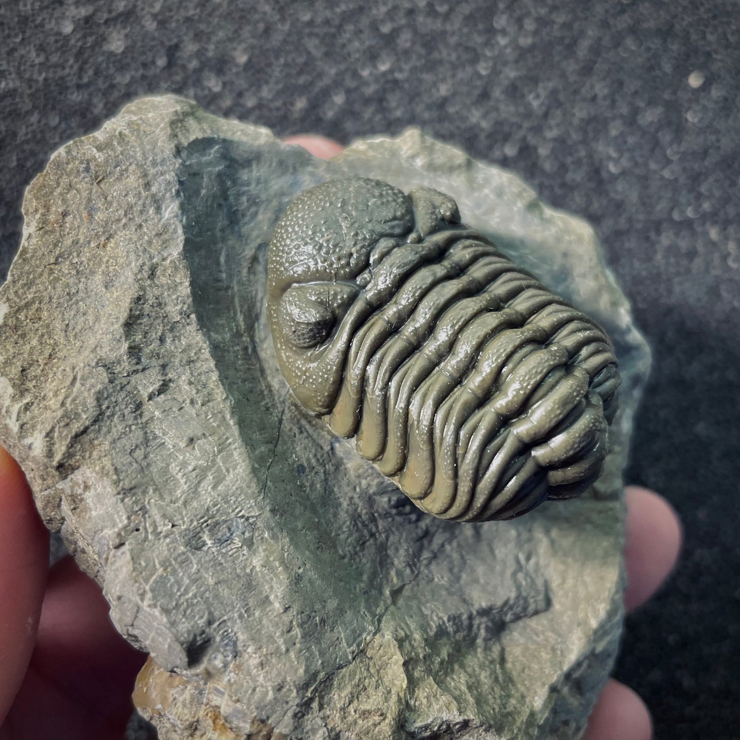 F2612 | Trilobite | Phacopidae indet.