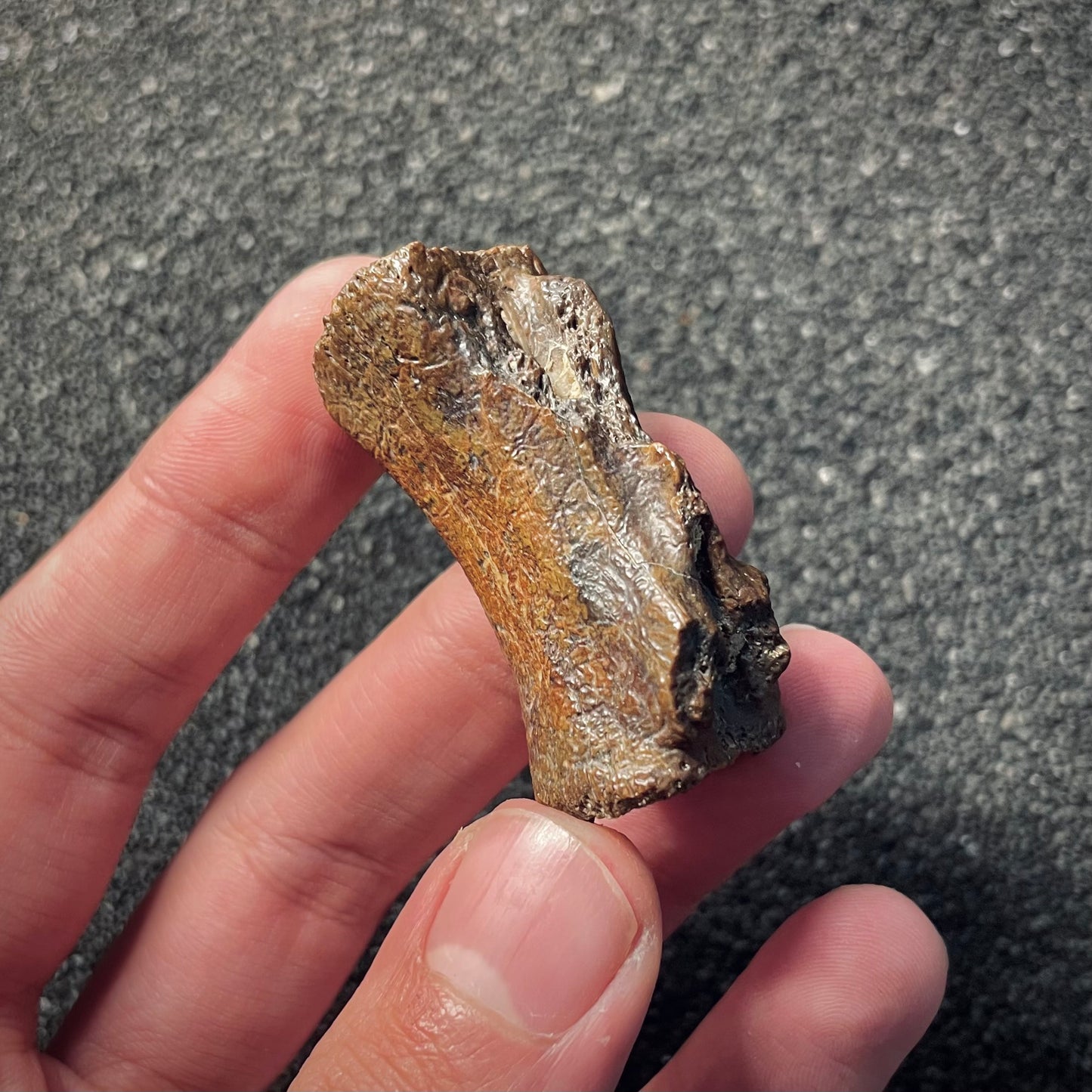 F2050 | Dinosauro | Ornithomimidae indet.