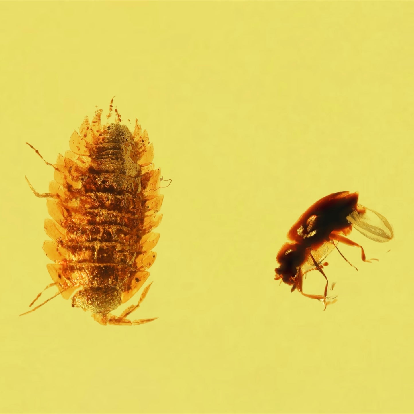 F2076 | Ambra con inclusione | Isopoda indet. & Coleoptera indet.
