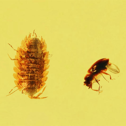 F2076 | Ambra con inclusione | Isopoda indet. & Coleoptera indet.