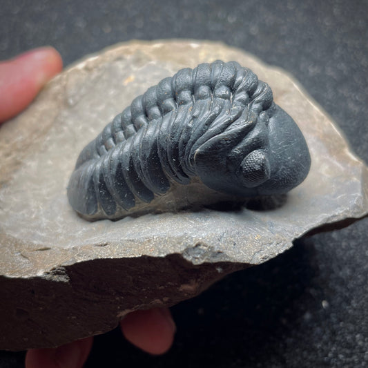 F1890 | Trilobite | Phacopidae indet.
