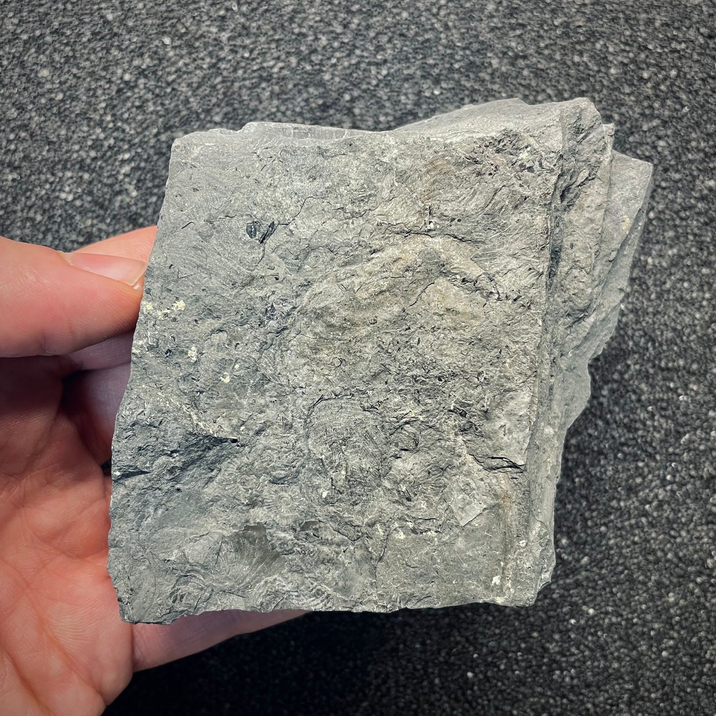 F2683 | Coccodrillo | Steneosaurus sp.