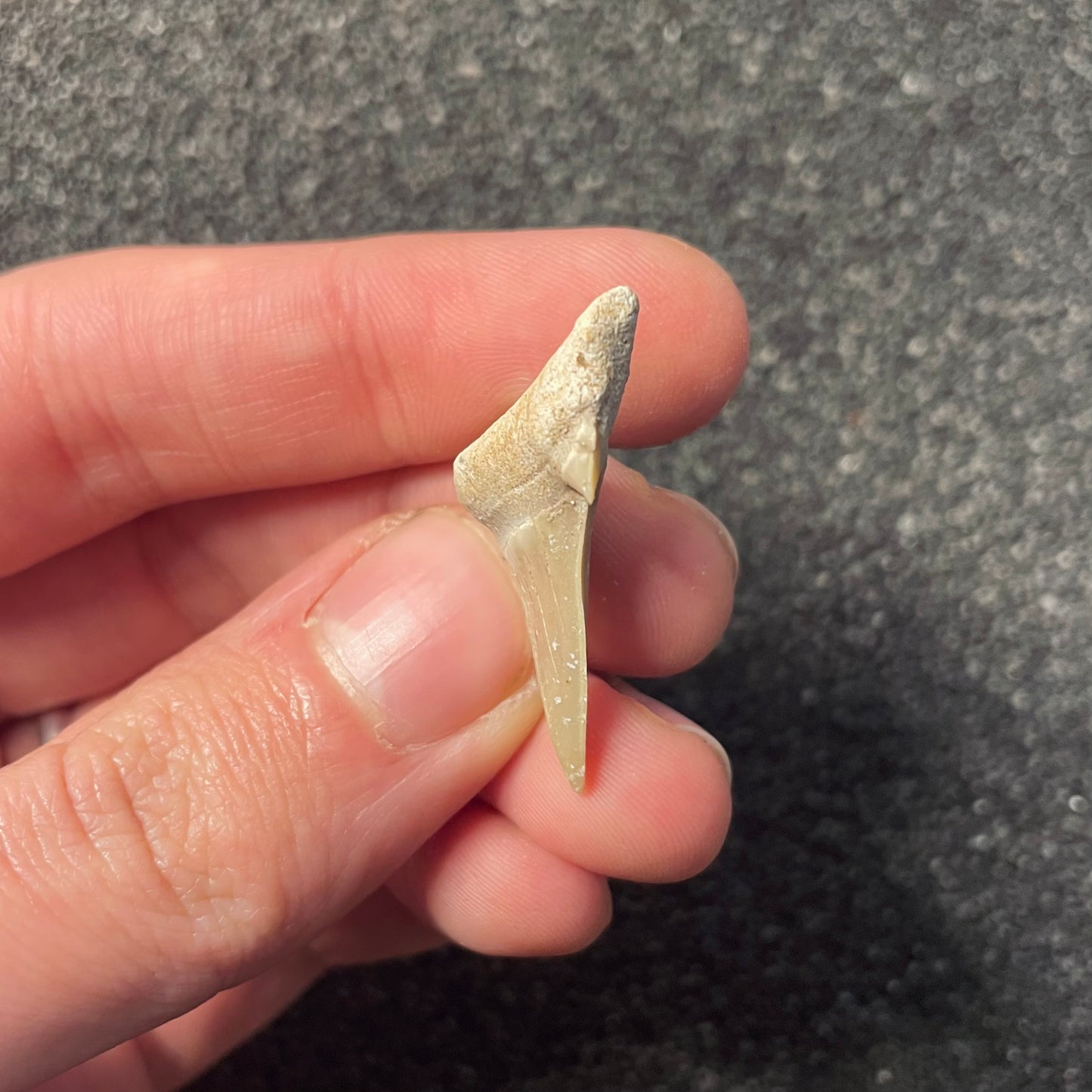 F2217 | Squalo | Otodus obliquus