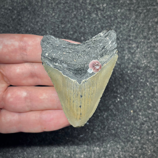F2874 | Squalo | Otodus megalodon