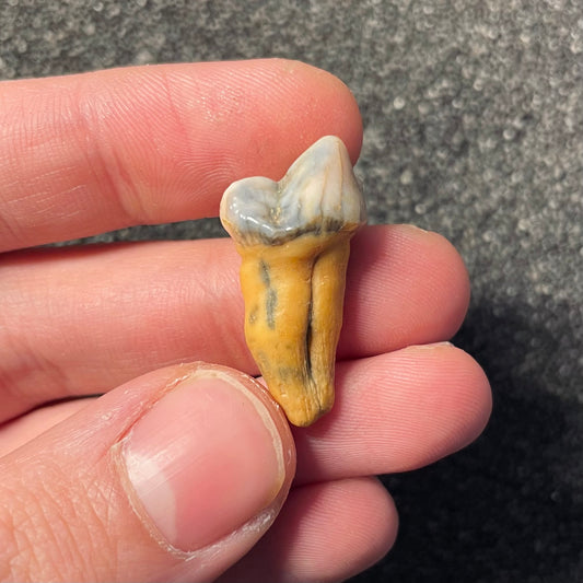 F2407 | Orso | Ursus spelaeus