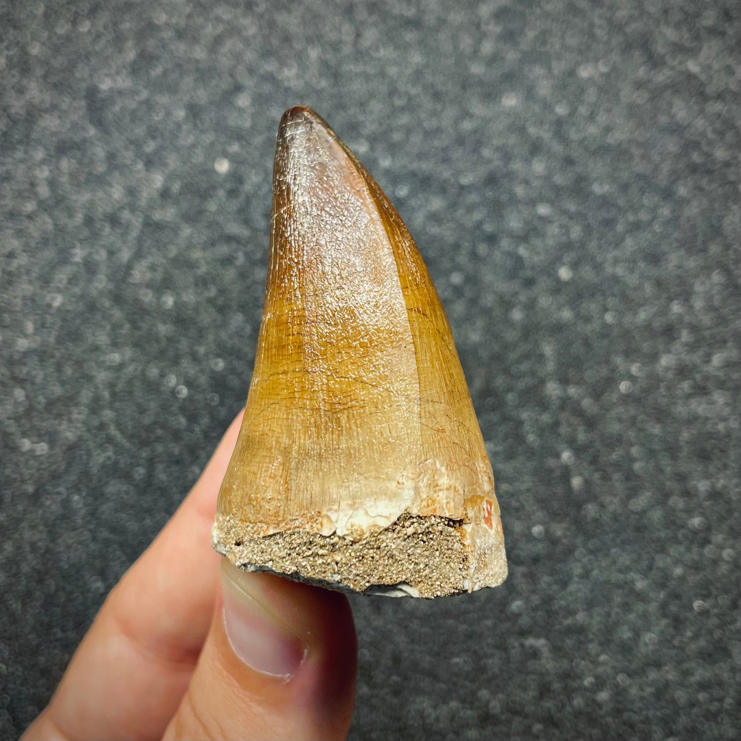 F2691 | Mosasauro | Prognathodon sp.