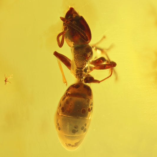 F2837 | Ambra con inclusione | Hymenoptera indet.