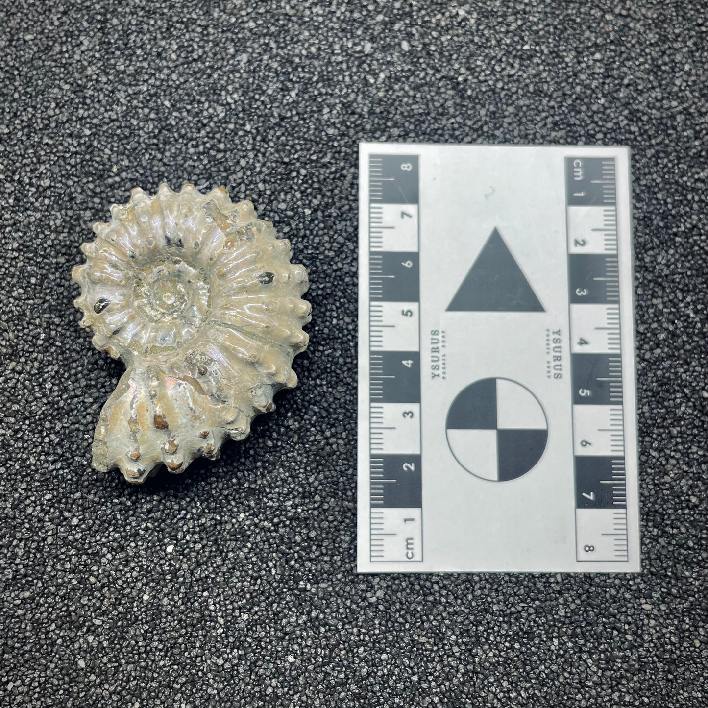 F2659 | Ammonite | Douvilleiceras sp.