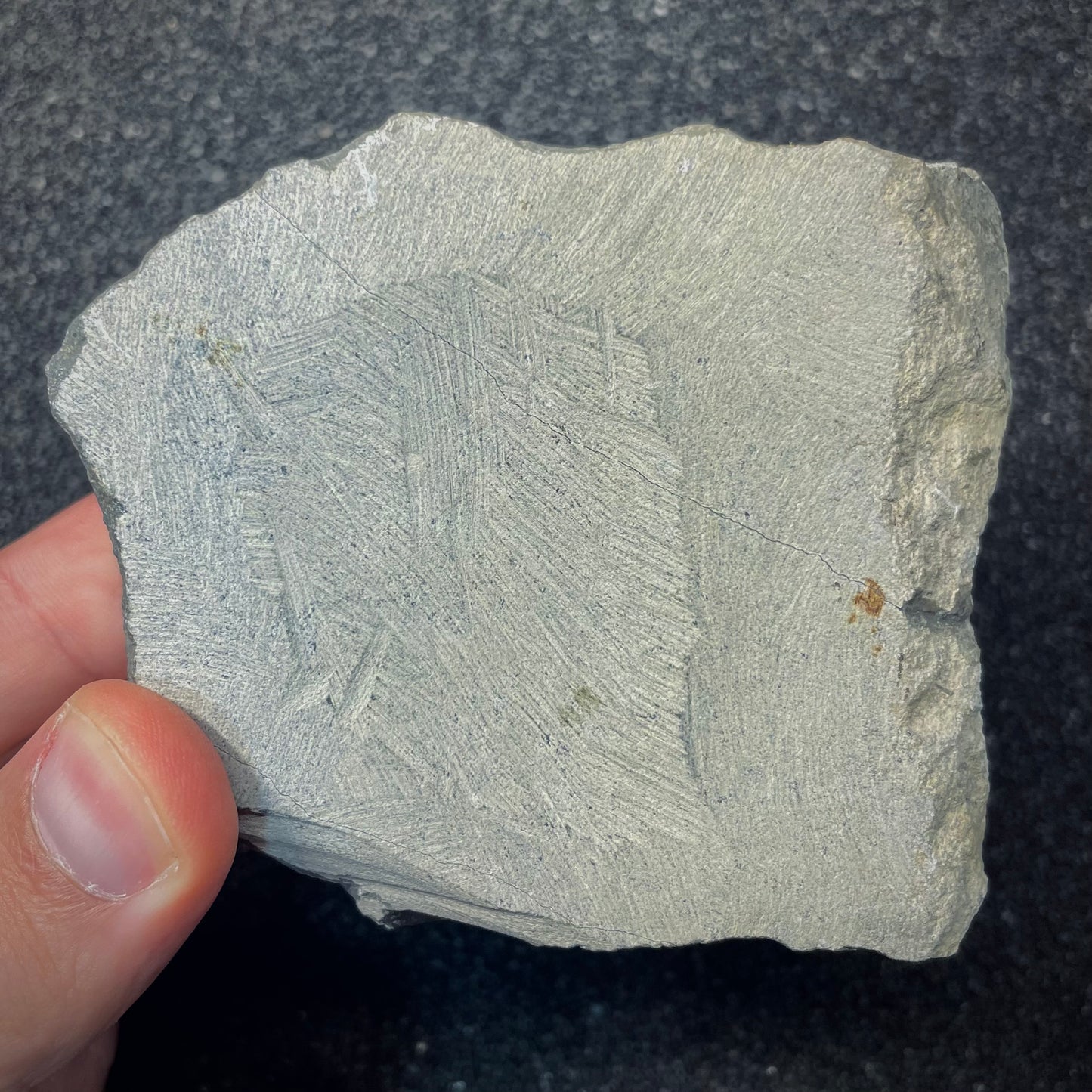 F2619 | Trilobite | Hollardops sp.