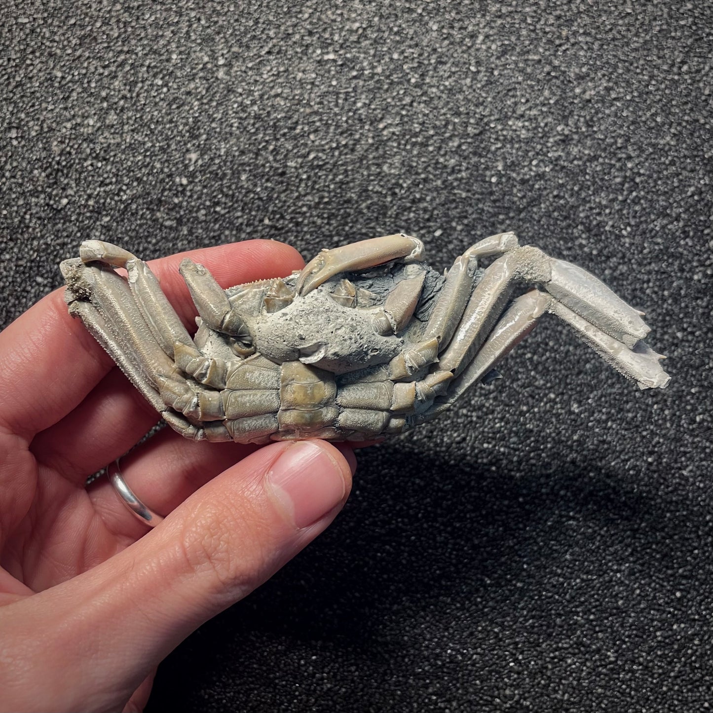 F2147 | Granchio | Macrophthalamus sp.