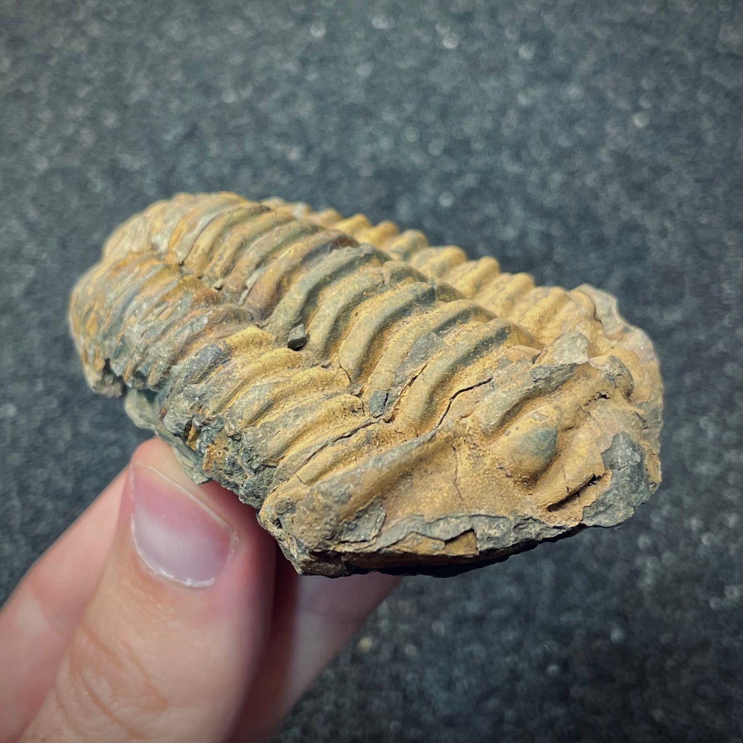 F2623 | Trilobite | Flexicalymene sp.