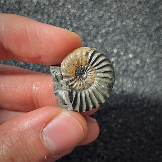 F2559 | Ammonite | Pleuroceras spinatum