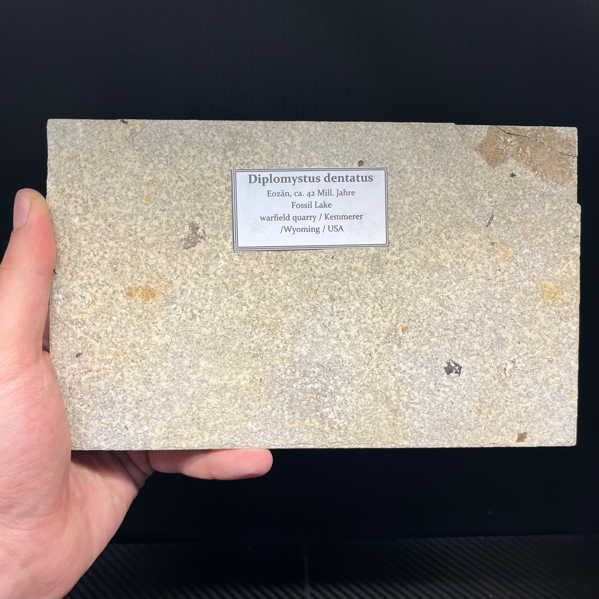 F3069 | Pesce | Diplomystus dentatus