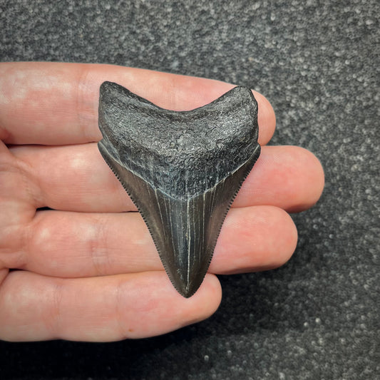 F2871 | Squalo | Otodus megalodon