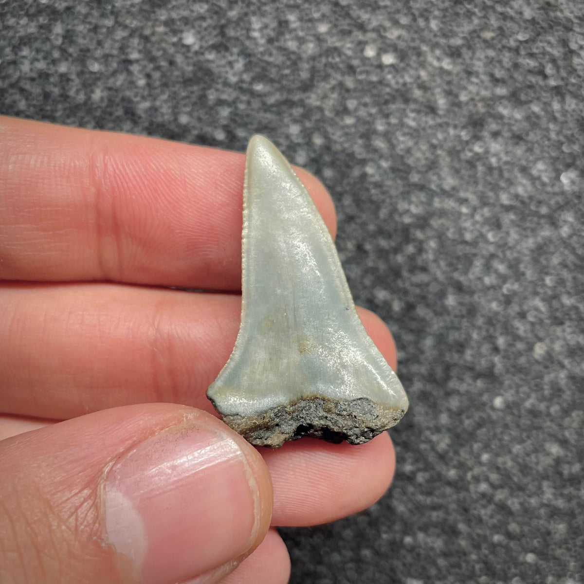 F3041 | Squalo |  Carcharodon subserratus