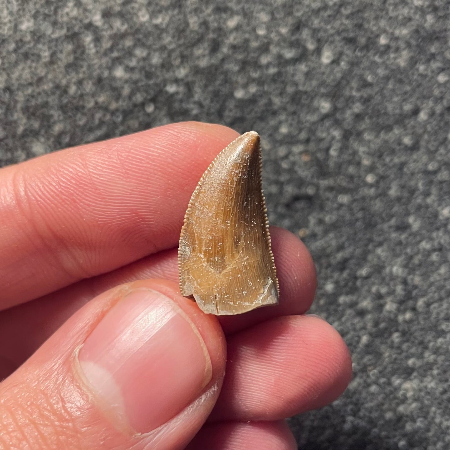 F2109 | Dinosauro | Majungasaurus crenatissimus