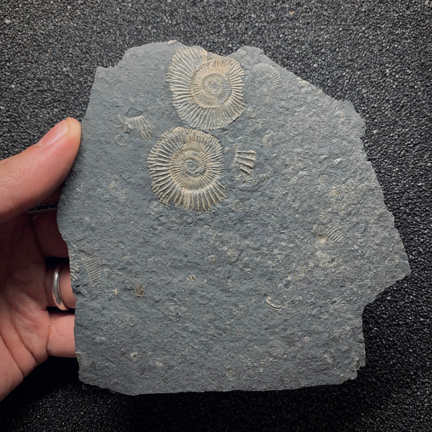 F878 | Ammonite | Dactylioceras commune