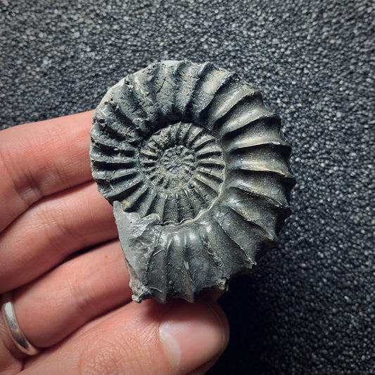 F766 | Ammonite | Pleuroceras spinatum