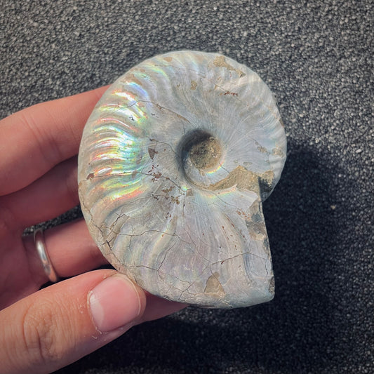 F1954 | Ammonite | Cleoniceras sp.