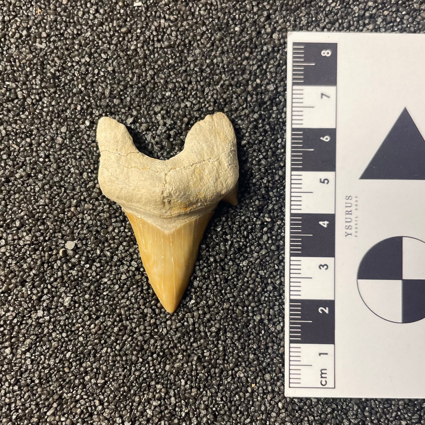 F2211 | Squalo | Otodus obliquus