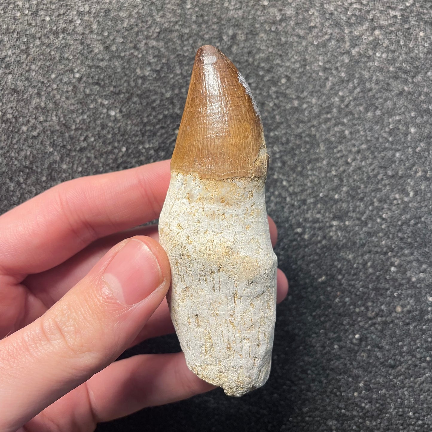 F2286 | Mosasauro | Prognathodon sp.