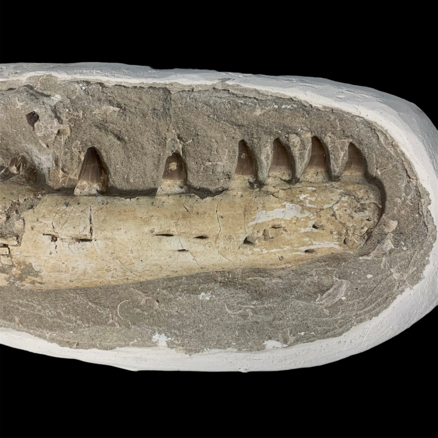 F958 | Mosasauro | Prognathodon sp.