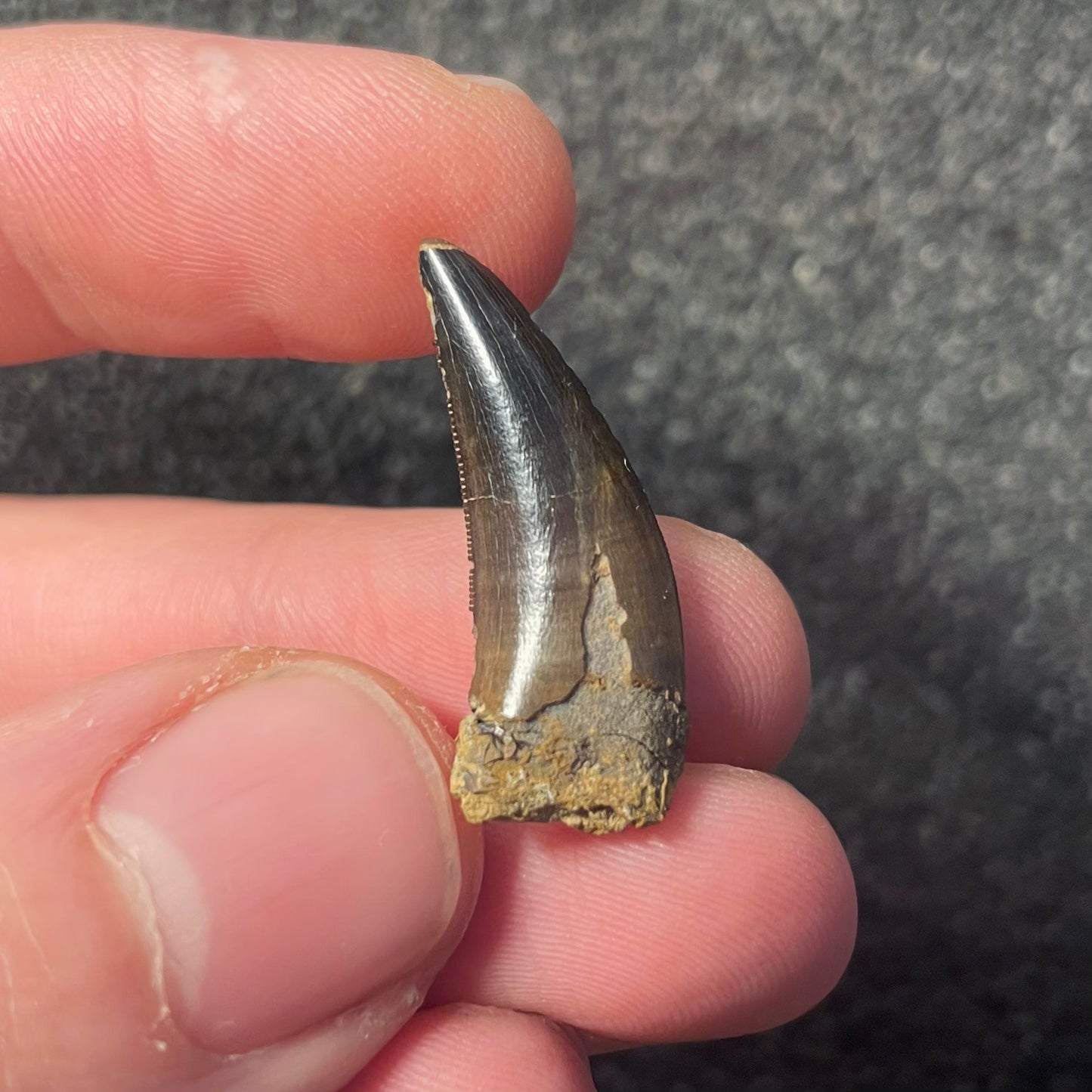 F2255 | Dinosauro | Nanotyrannus sp.