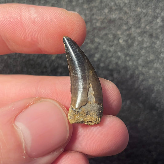 F2255 | Dinosauro | Nanotyrannus sp.