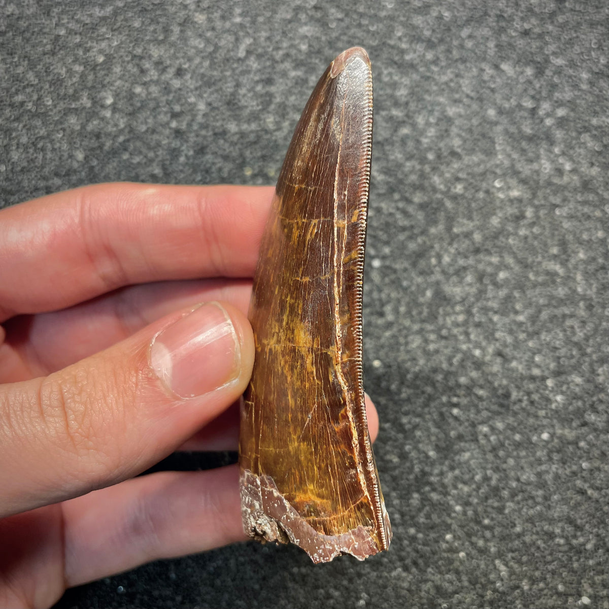 F3063 | Dinosauro | Carcharodontosaurus saharicus