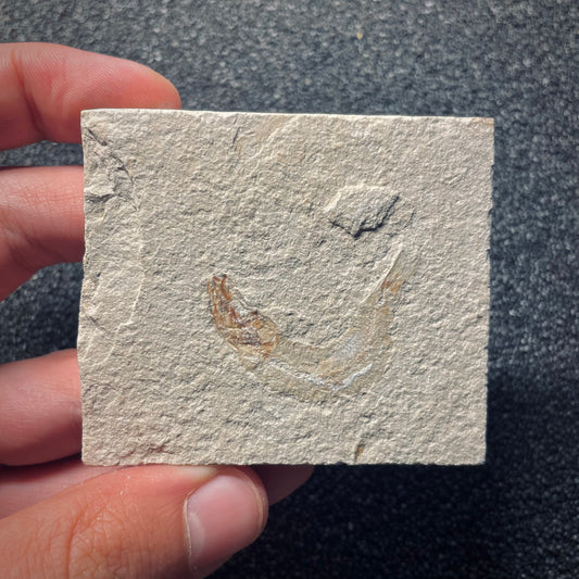 F1969 | Pesce | Davichthys sp.