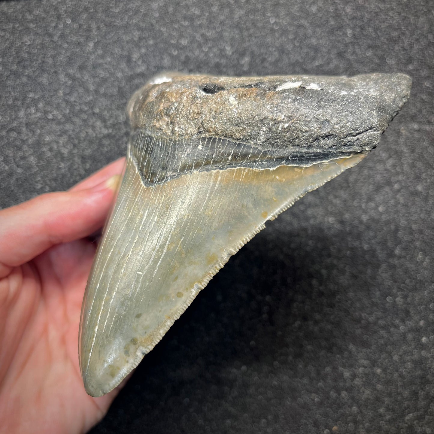 F2932 | Squalo | Otodus megalodon