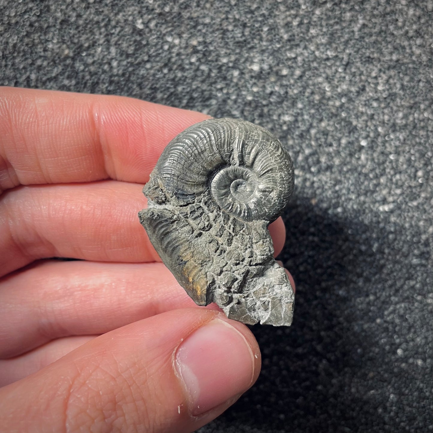 F2536 | Ammonite | Pleydellia sp.