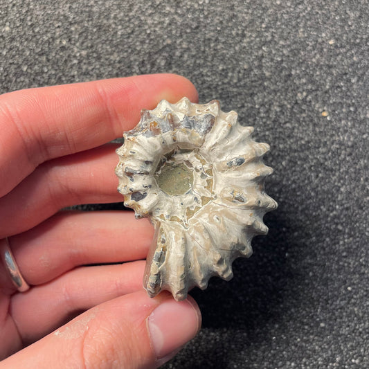 F2387 | Ammonite | Douvilleiceras sp.