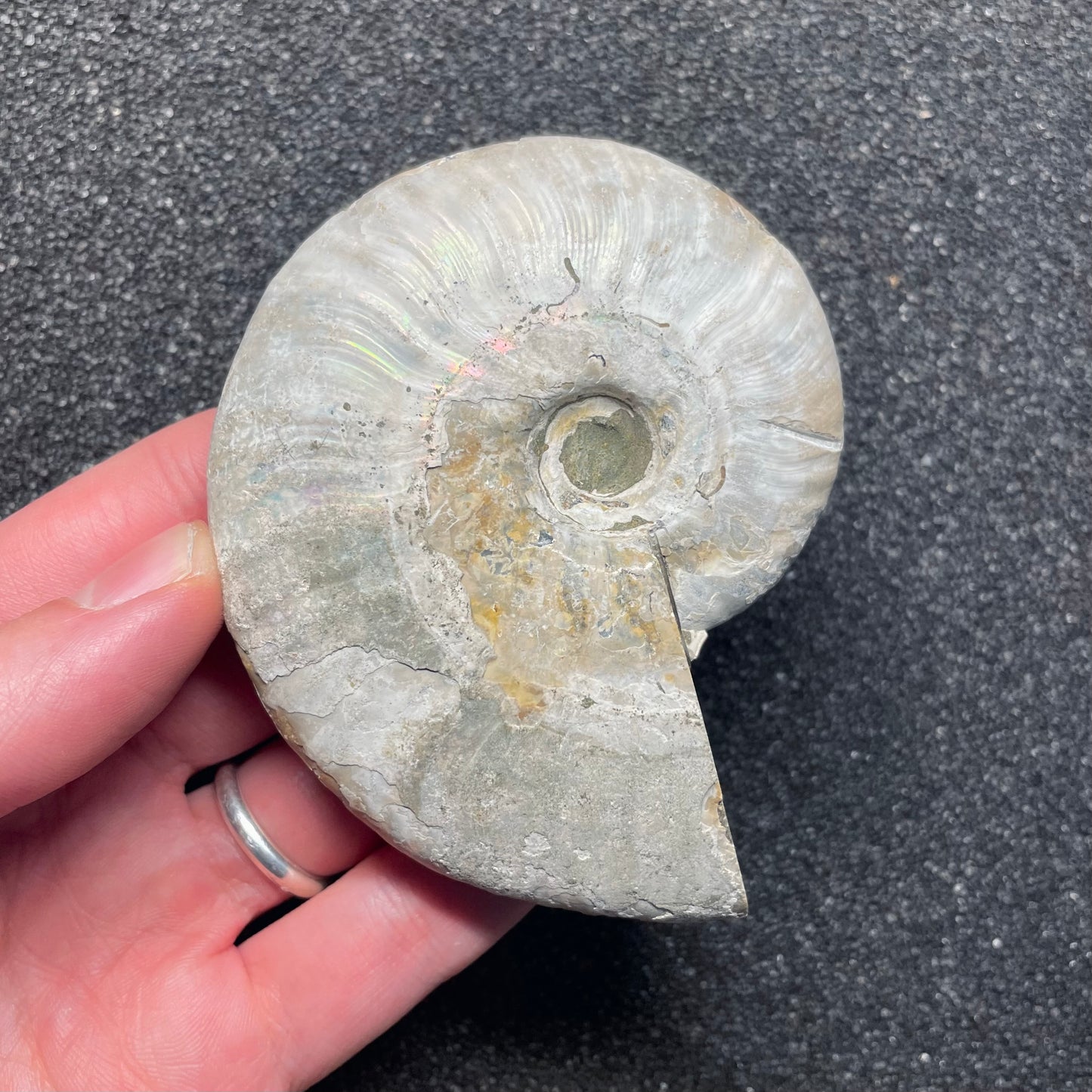 F2381 | Ammonite | Cleoniceras sp.