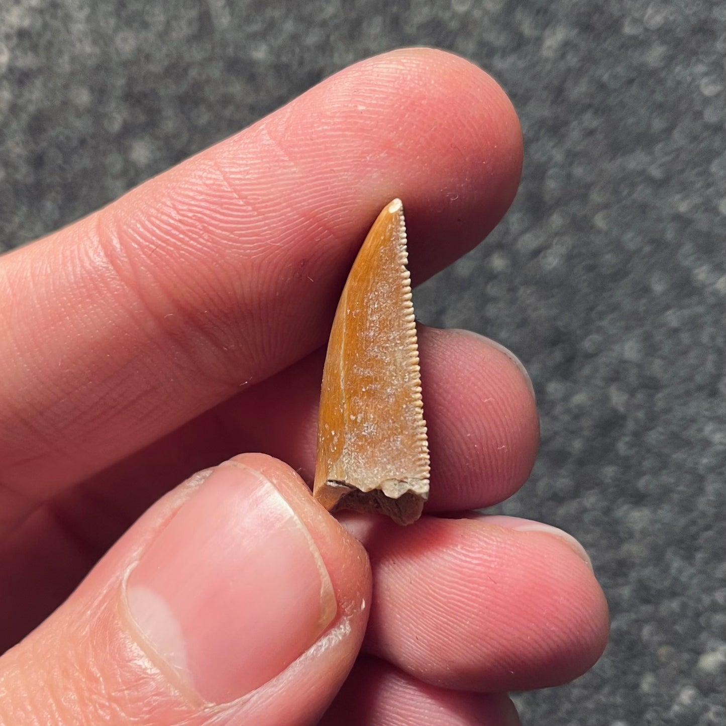 F2108 | Dinosauro | Majungasaurus crenatissimus