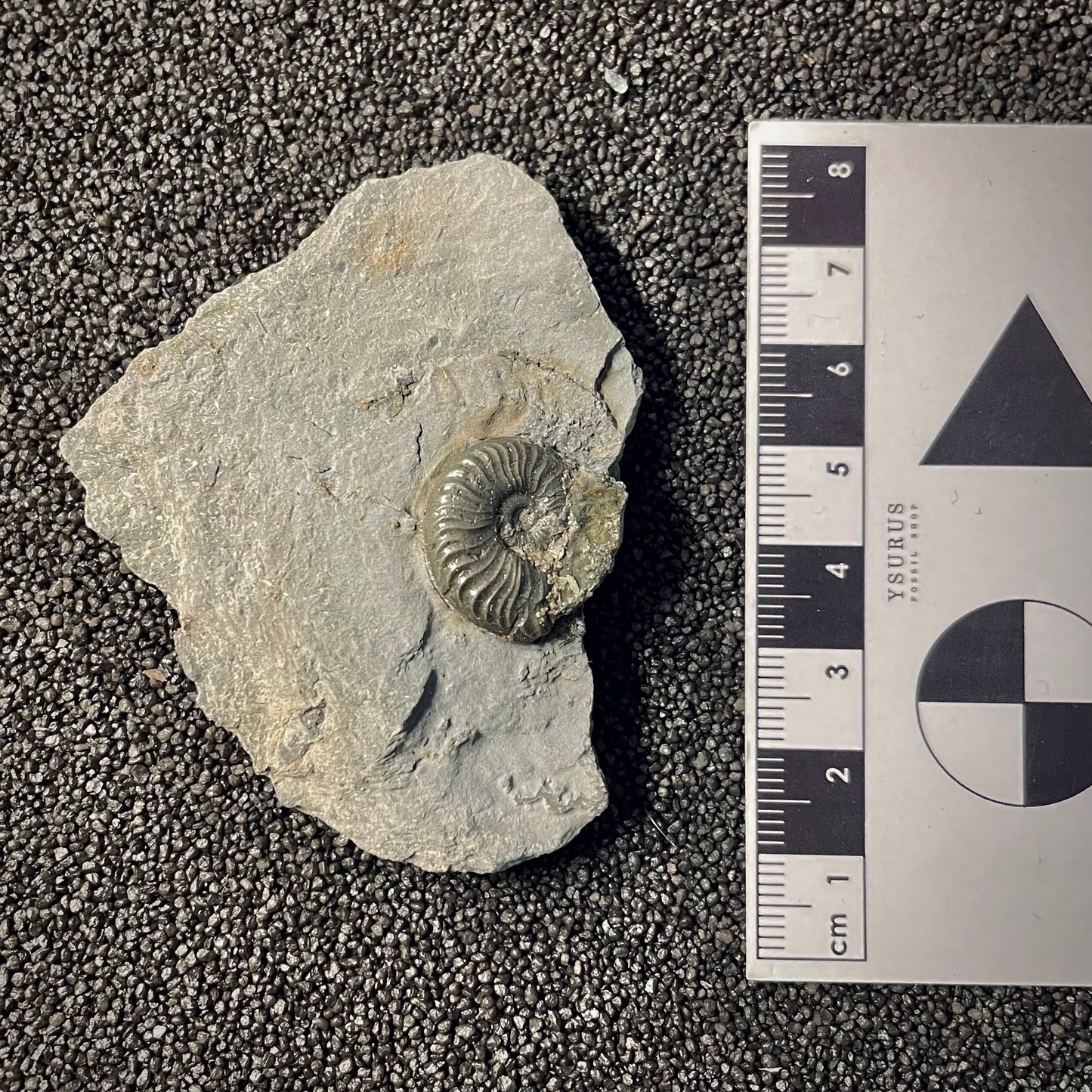 F2170 | Ammonite | Graphoceratidae indet.