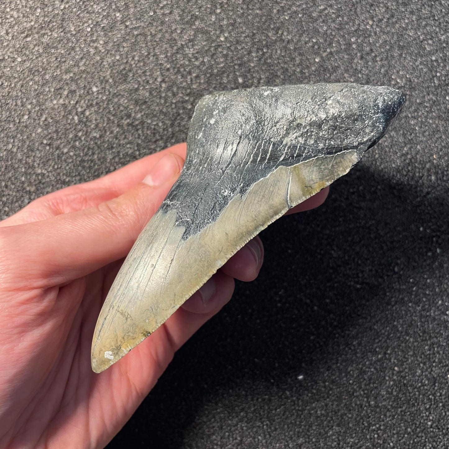 F2364 | Squalo | Otodus megalodon