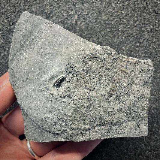 F2679 | Ittiosauro | Ichthyosauria indet.