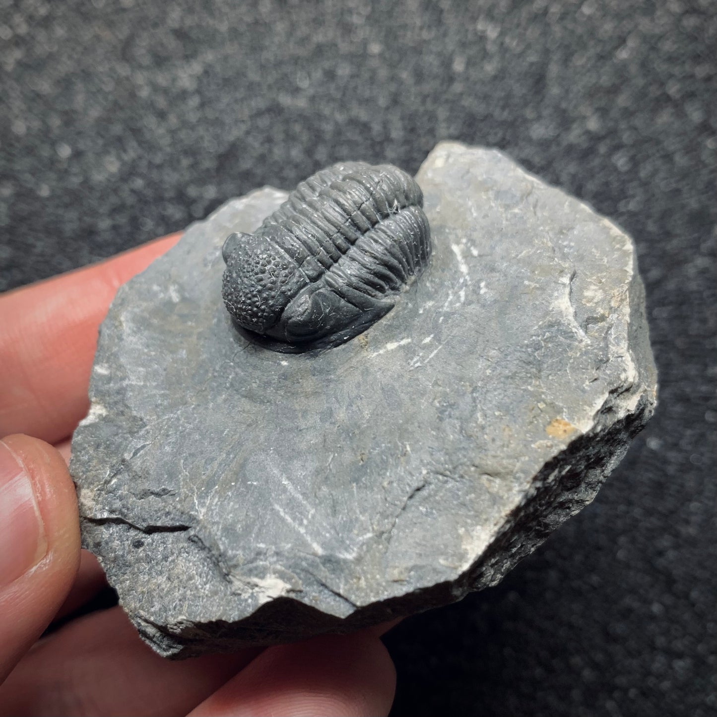 F932 | Trilobite | Gerastos tuberculatus