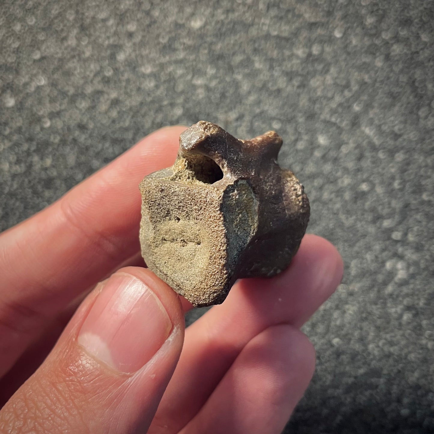 F2048 | Dinosauro | Hadrosauridae indet.