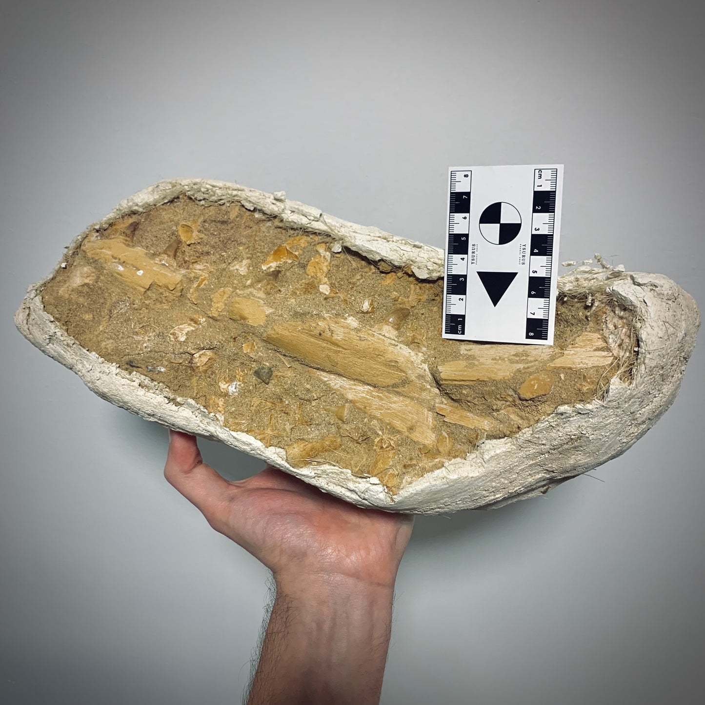 FNP11 | Fossile da preparare | Mosasauro | Prognathodon sp.