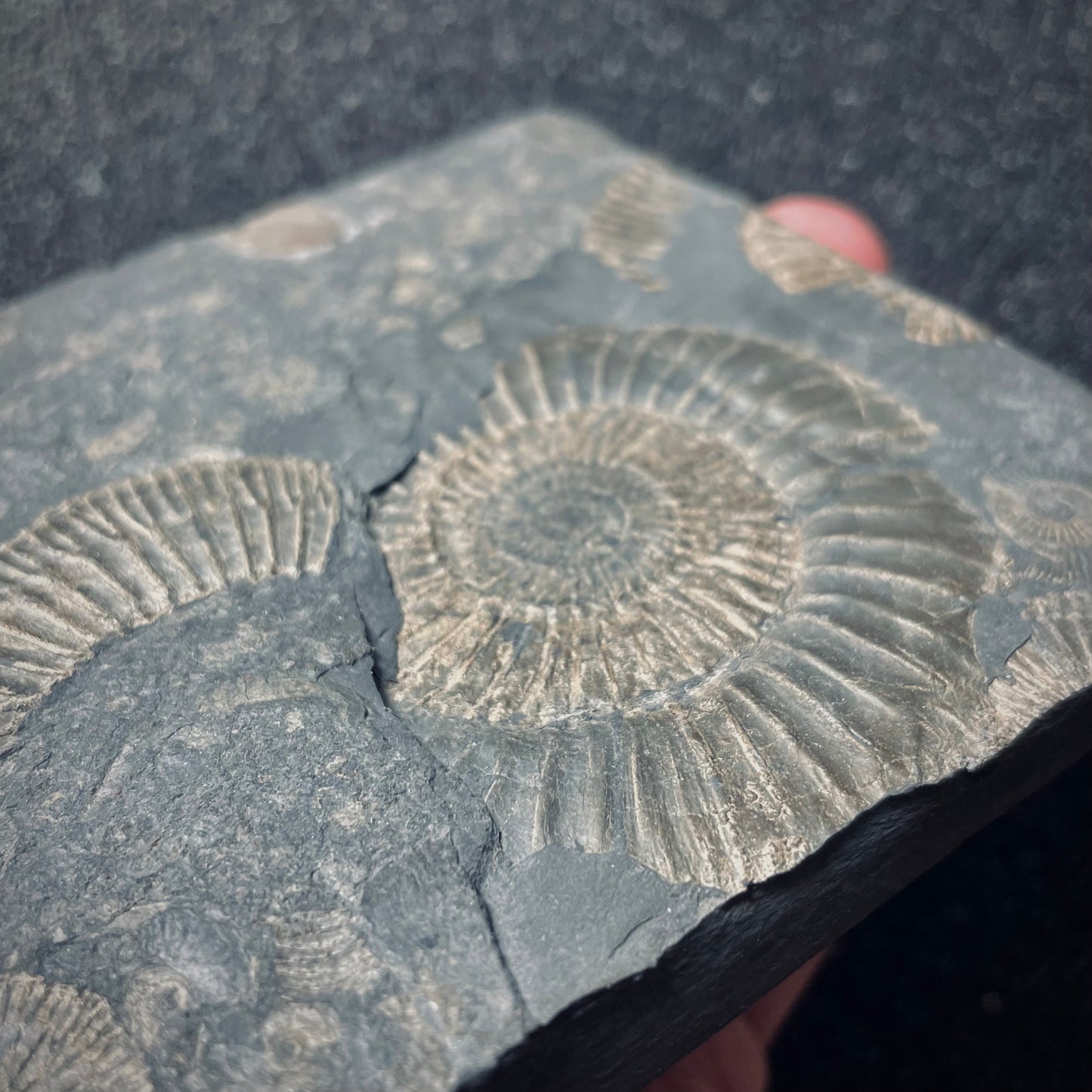 FNP18 | Fossile da preparare | Ammonite | Dactylioceras commune