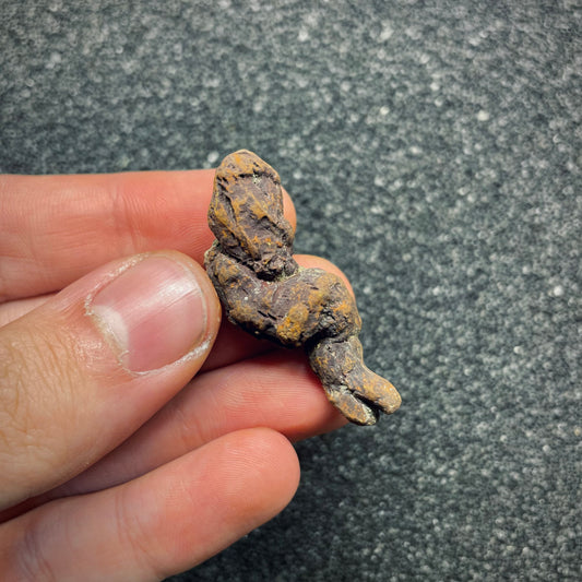 F2768 | Coprolite - Cololite | Testuggine