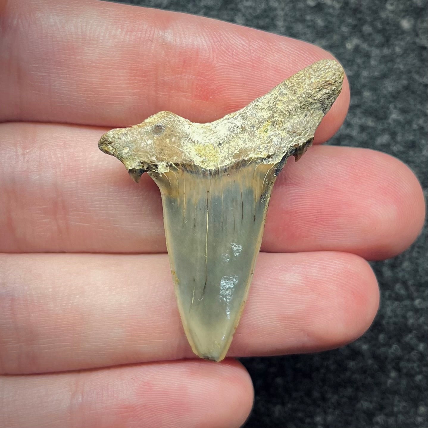 F2738 | Squalo | Odontaspididae indet.