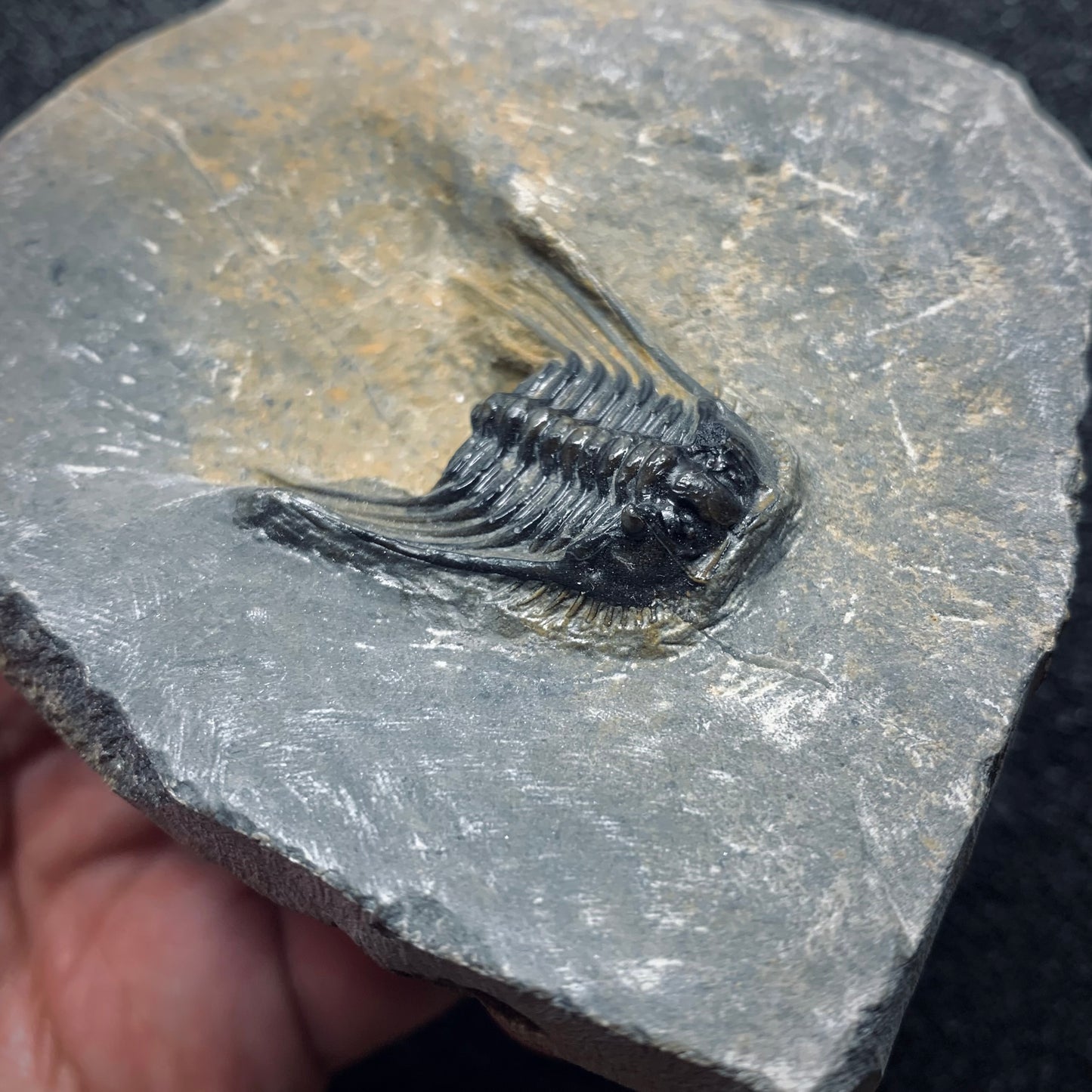 F964 | Trilobite | Leonaspis sp.